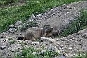 VBS_1 -  Plateau du Mont-Cenise, Grand Croix, Marmotte_-_0102 mt